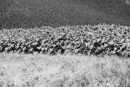 Sunflowers 1